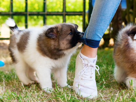 How to stop your dog from biting deals