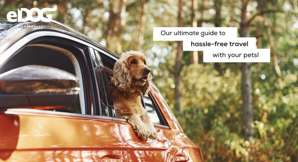 Our ultimate guide to hassle-free travel with your pets