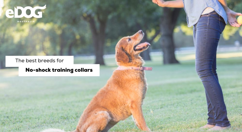 Best Dog Training Collars Australia: Top Picks for Effective Training
