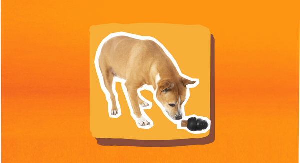 4 Ways to Reduce Dog Boredom with Exciting Dog Games and Interactive Toys