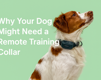 Why Your Dog Might Need a Remote Training Collar