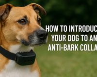 How to Introduce Your Dog to an Anti-Bark Collar: A Step-by-Step Guide
