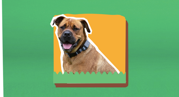 large dog with an ecollar on with a green and yellow background
