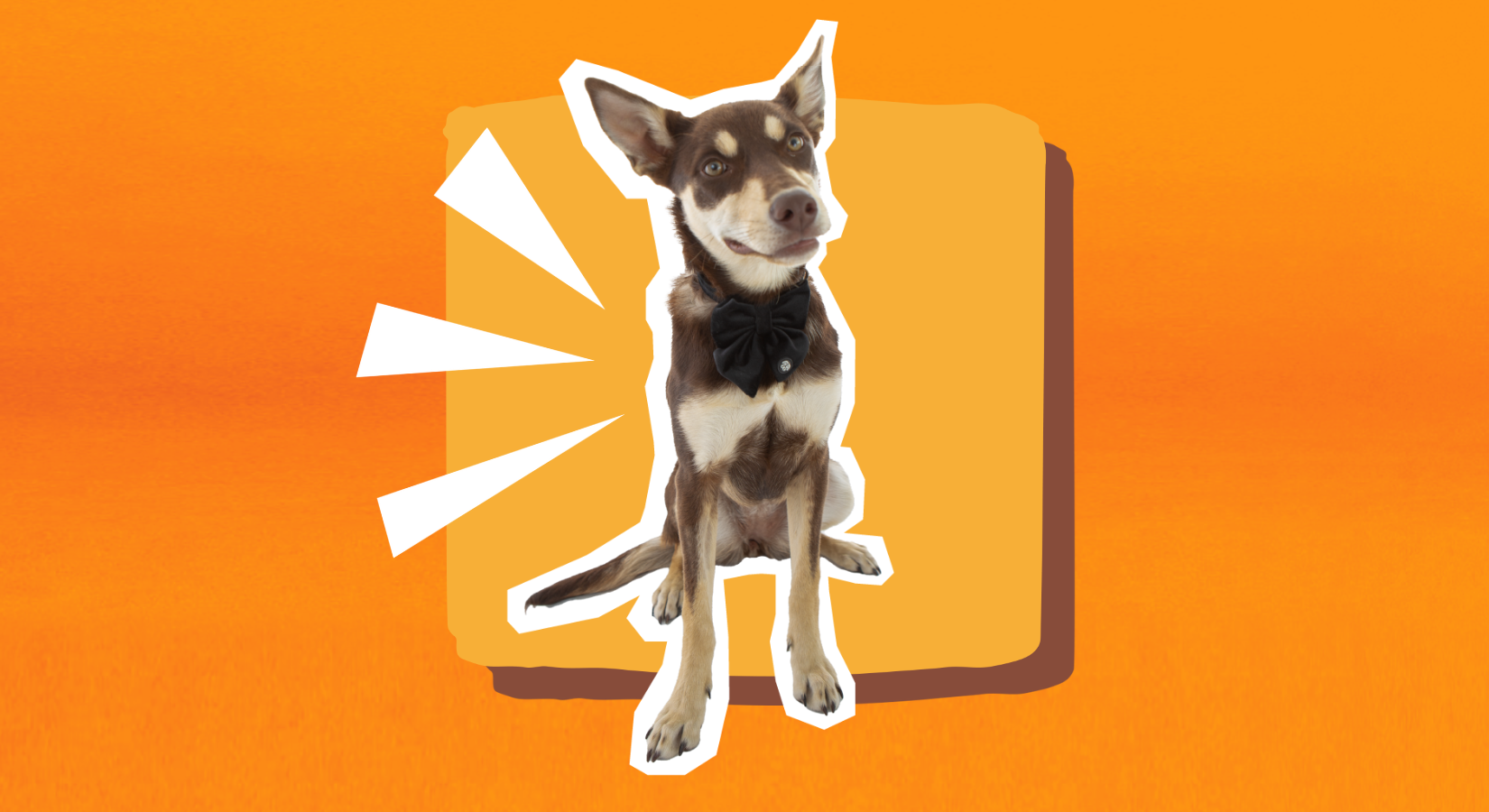 Correction collar training for dogs hot sale