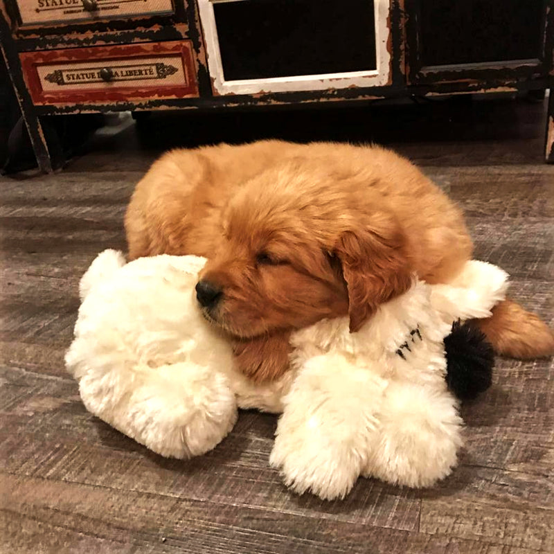 golden puppy snuggling white snuggle puppy