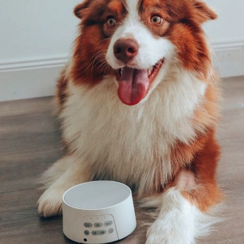 Brown and white dog with White Noise Machine