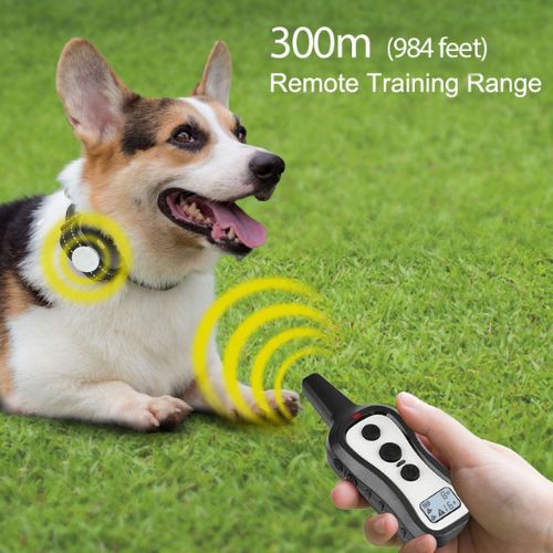 HW101 Collar remote training range showing dog wearing collar