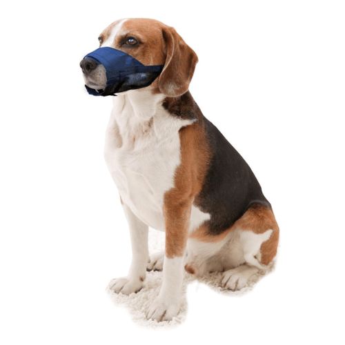 Beagal dog wearing Pawise Nylon Dog Muzzle
