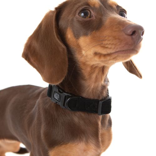 Chocolate Dachshund wearing PuppCo Black Velvet Deluxe Collar
