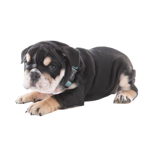 Bulldog Puppy wearing PuppCo Teal Velvet Deluxe Collar
