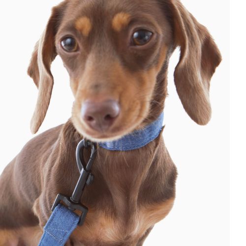 Chocolate Dachshund wearing Luxe Demin LeadPuppCo is on a mission to provide quality and stylish accessories for small dog breeds and puppies. 