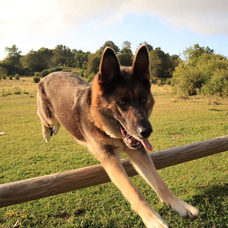 High energy dog jumping over a fence