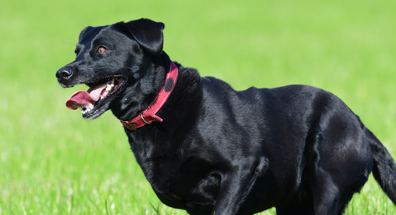 Mastering the Art of Dog Training Curbing Unwanted Jumping Behavior