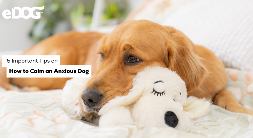 5 Tips on How to Calm an Anxious Dog Dog Anxiety eDog AU