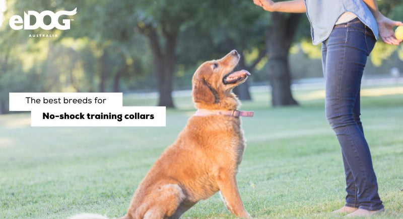The Top 7 Best Dog Breeds That Respond Best to No-Shock Training Colla