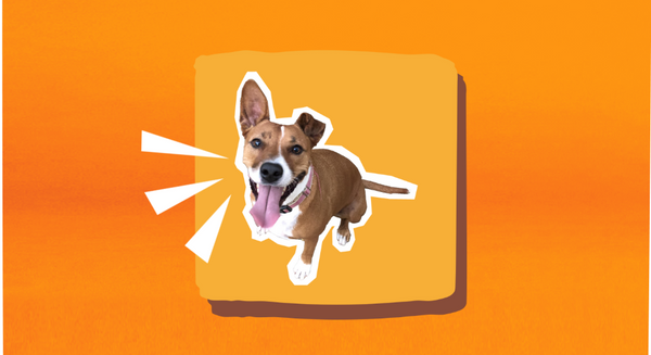 medium sized dog barking on an orange background