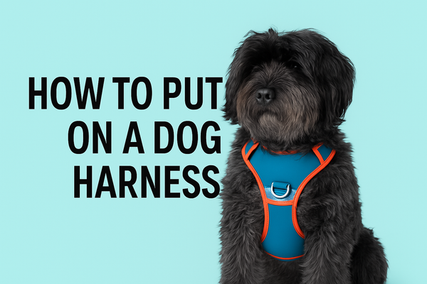 How to Put on a Dog Harness