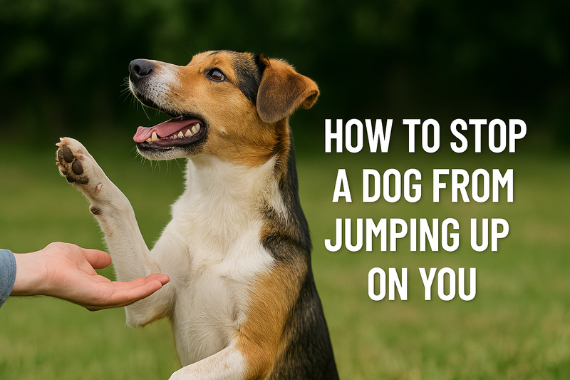 How to Stop Your Dog From Jumping on You