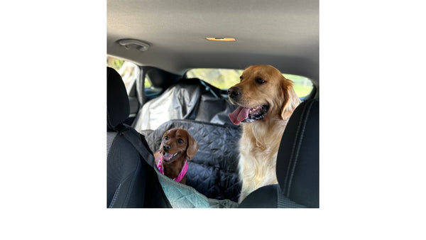 dogs travelling in the car