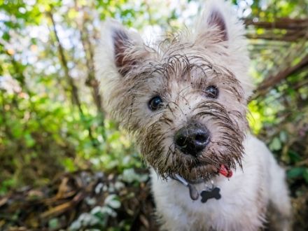 dog who has been digging under fence