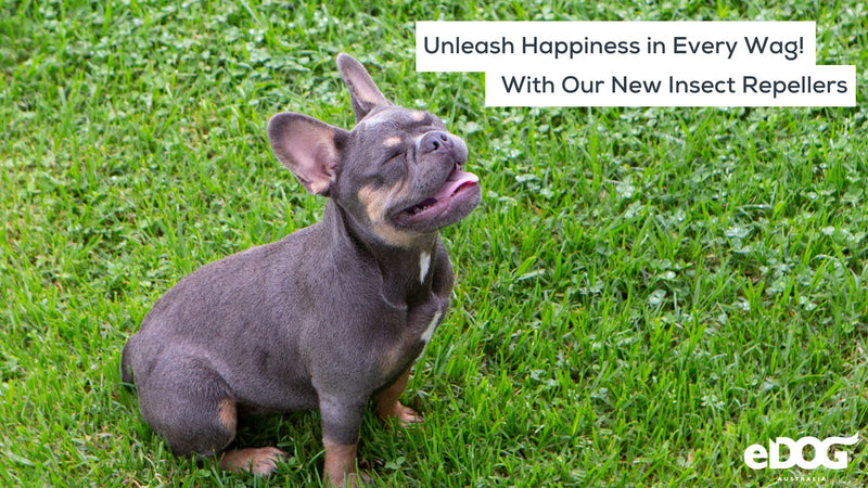 Dog insect repellent sale