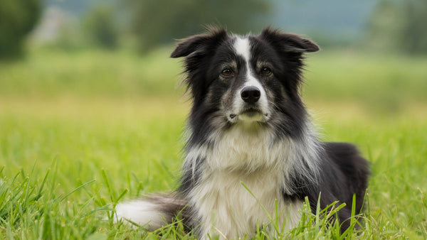  Black and white Border Collie dog standing in the grass