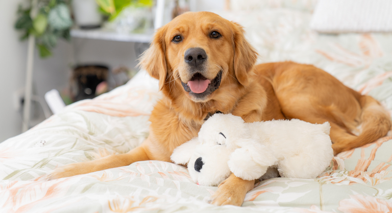 Happy Golden Retriever laying on a bed, one of the best family dogs