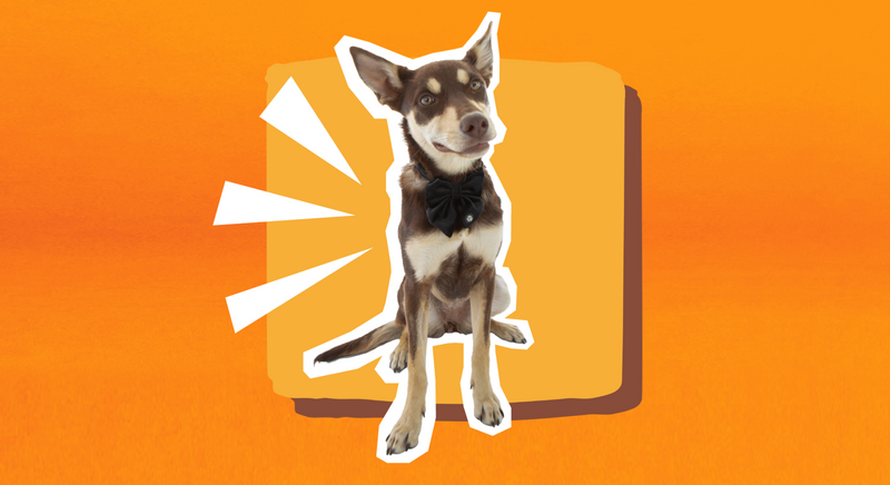 How to Teach Your Dog Recall With an E Collar eDog