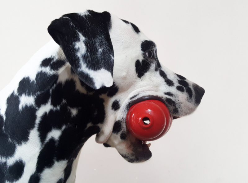 Dalmation holding red kong toy.