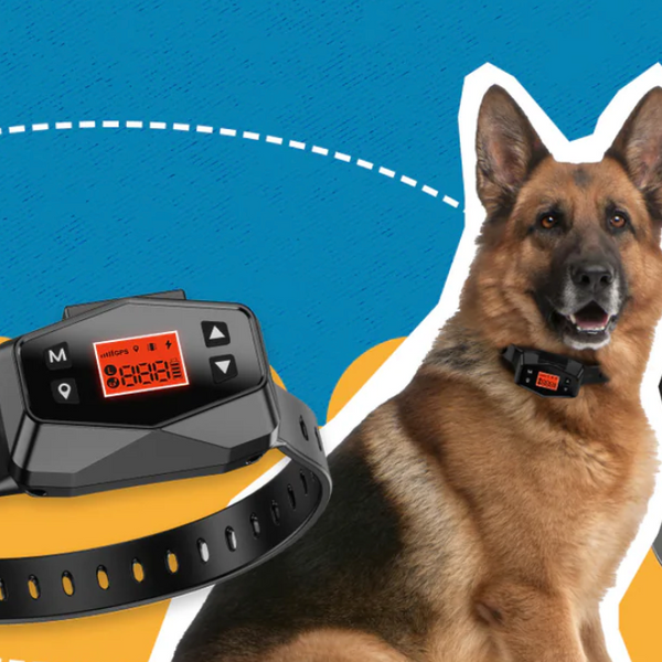 How to Stop Your Dog Escaping with a Dog Containment System