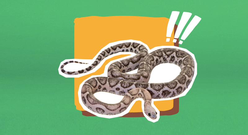 How to Keep your Dog and Family Safe from Snakes eDog Australia