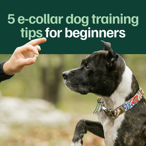 Five E Collar Dog Training Tips for Beginners eDog Australia