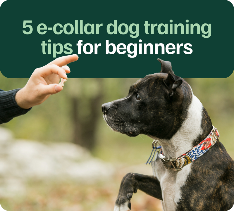 Best remote collars for dogs clearance