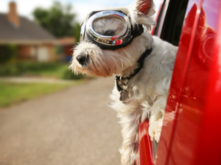  White West Highland Terrier wearing goggles leaning out of a red car