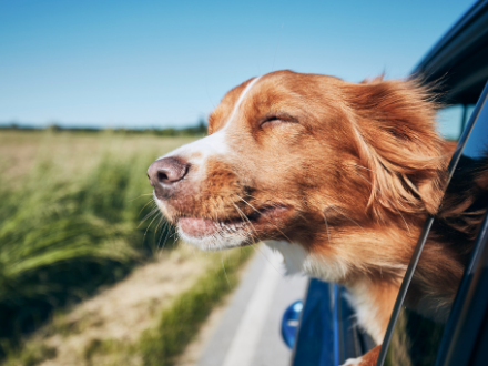  Brown dog sticking its head out of a moving car window