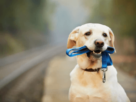  Labrador dog holding leash in mouth