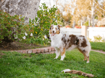  Border collie crossed with an Australian Shepherd standing in a garden