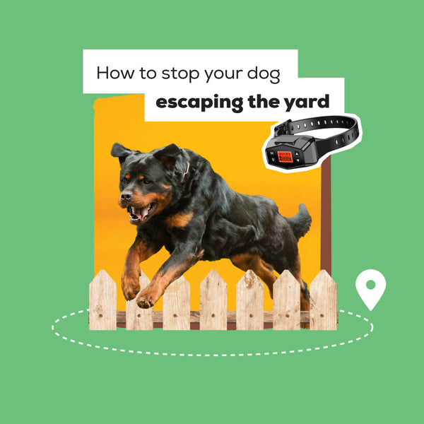 How to Stop Your Dog Escaping the Yard?