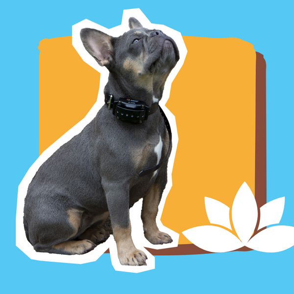 Best shock collar for french bulldog best sale