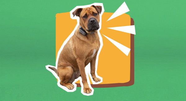 Large Brown Dog Wearing Training Collar