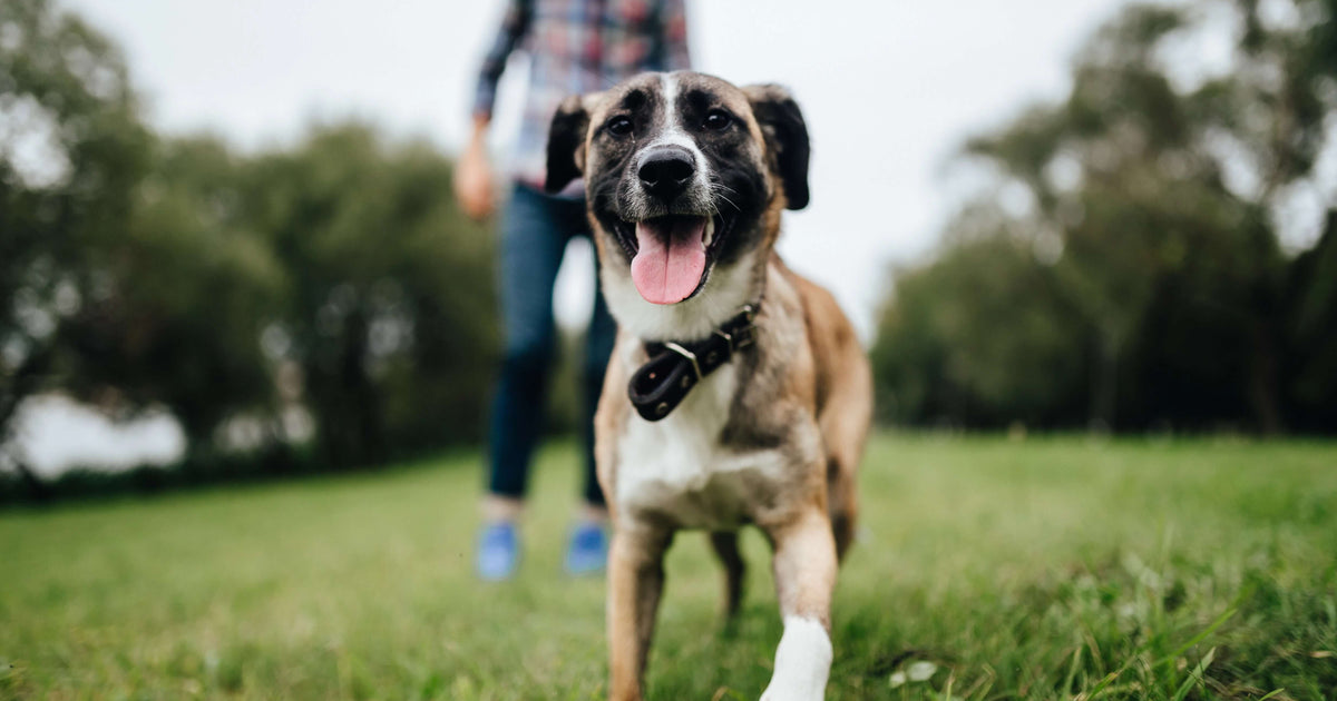 Dog Training Words and Tones- eDog Australia