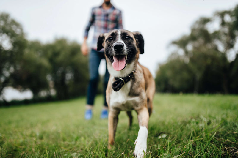 medium sized brown and white dog smiling whilst runnning on the grass