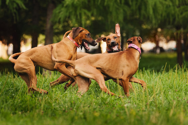 3 large brown dogs running and playing in the grass together