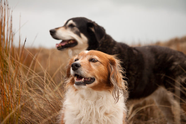 a black dog and a white and brown dog standing in a field