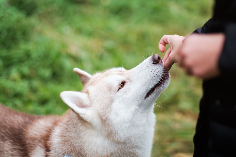 large white Husky being fed a treat on grass