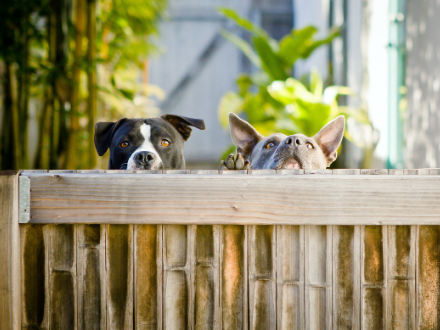 two dogs peering over a brown dog proof fence