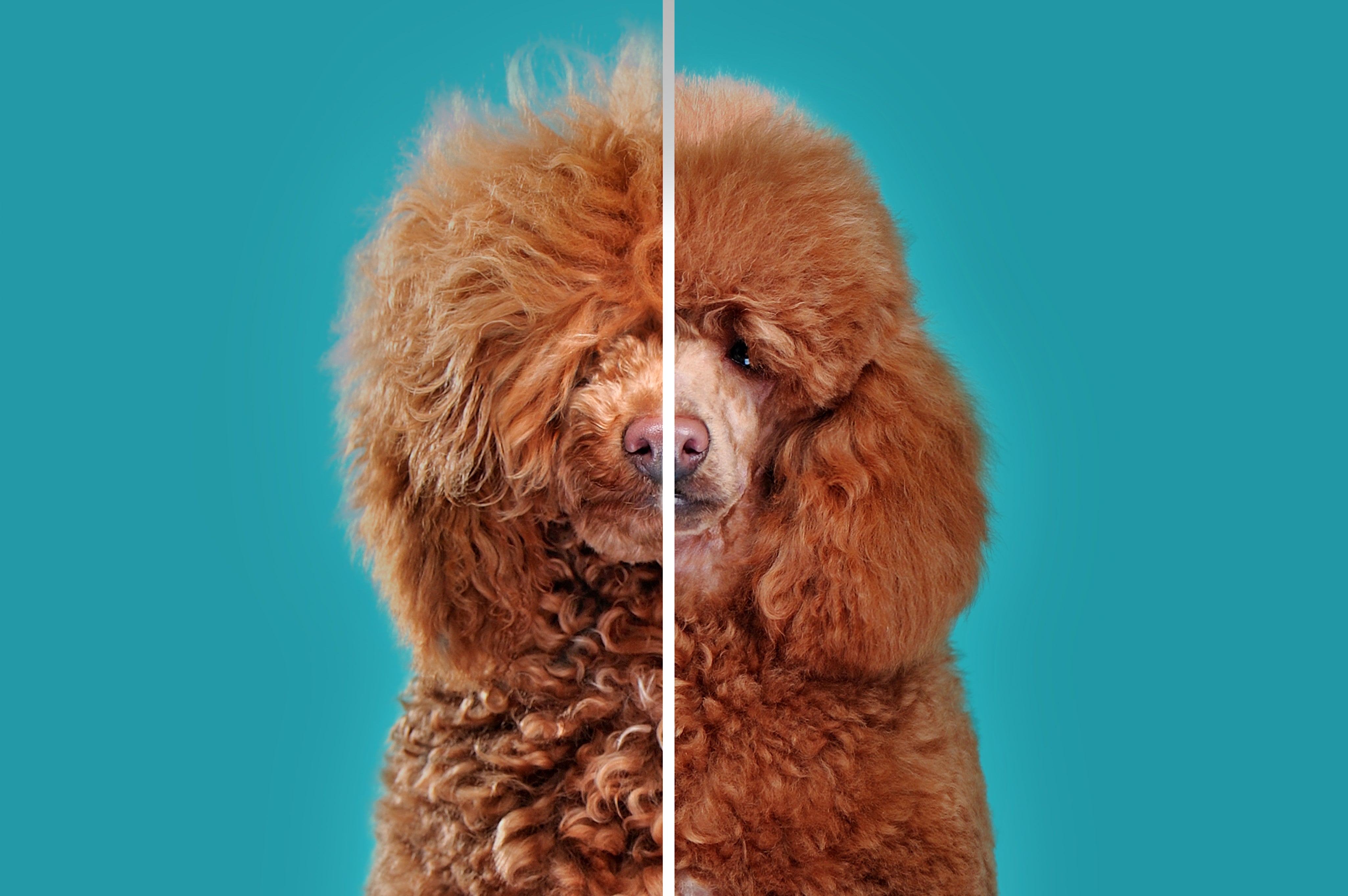 Dog Grooming Kit Buy Dog Grooming Kits Online