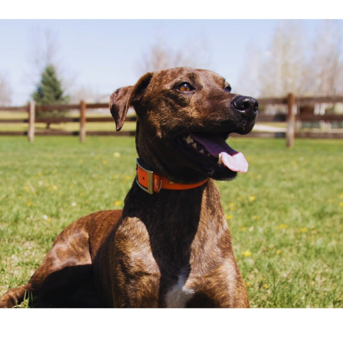 Remote Training Collars - Smart Dog Obedience Tool - eDog Australia