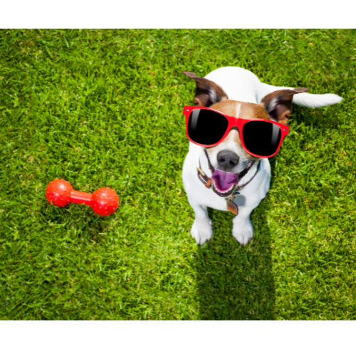 39 Dog-friendly KONG Stuffing Ideas - eDog Australia