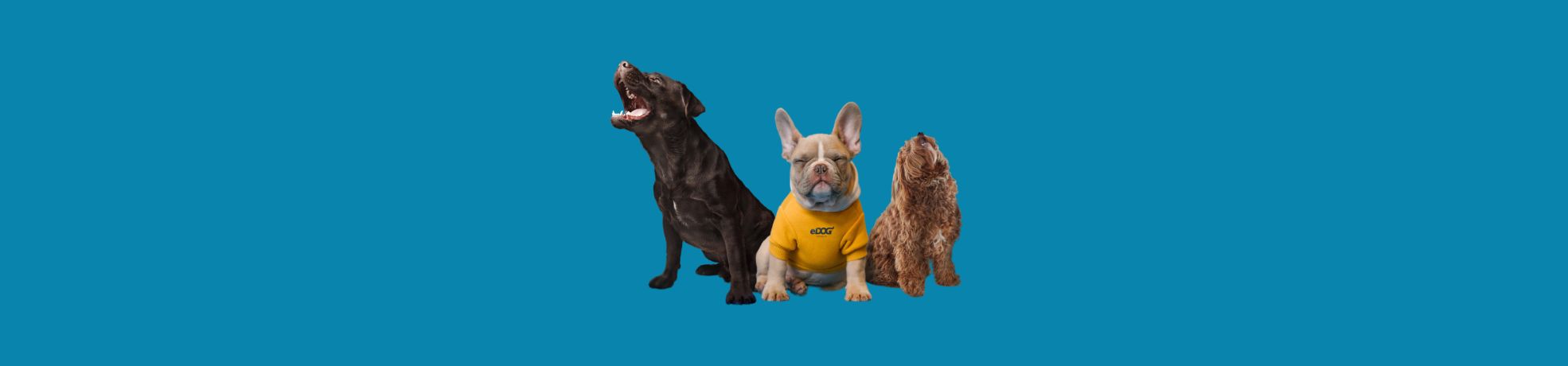 All Dog Training Collars, Bark Collars - eDog Australia